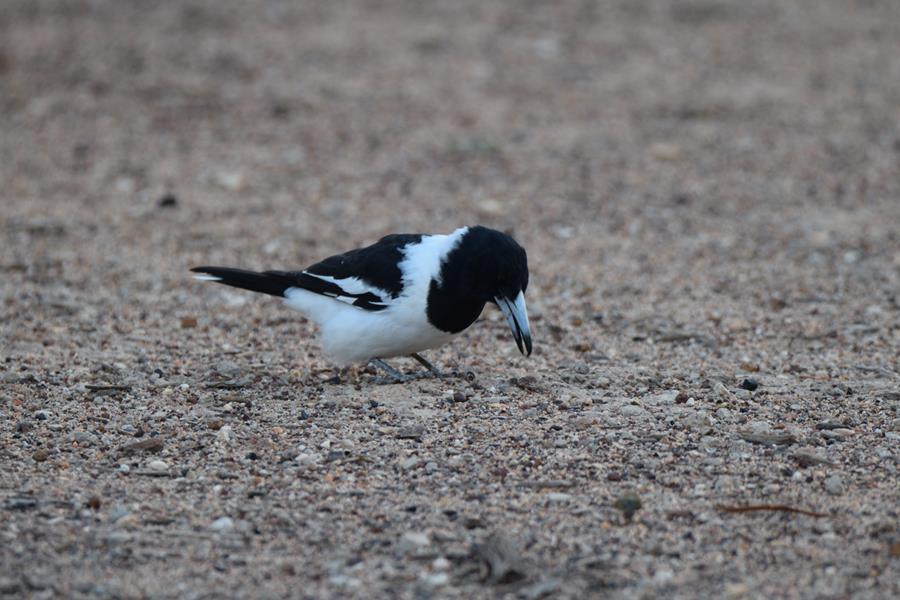 Butcherbird pied 2023 003.JPG